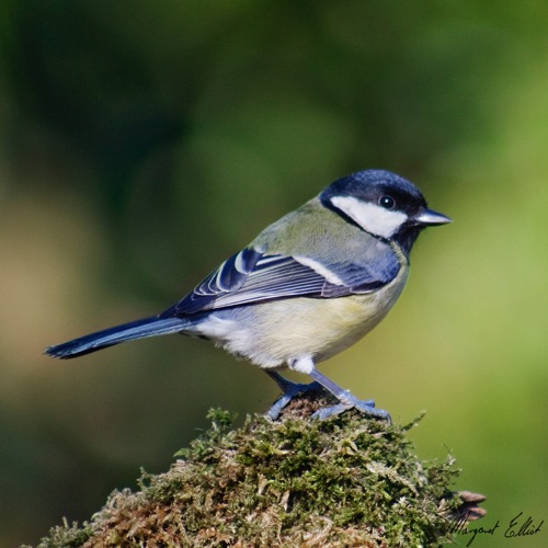 7 .Greattit.jpg 7 .Greattit.jpg